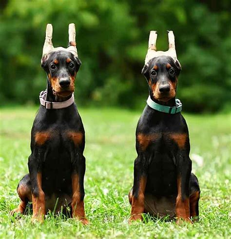 Doberman Ear Cropping en hoe het uw hond beïnvloedt.